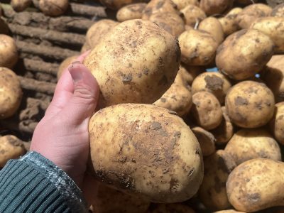 عکس بذر سیب زمینی جلی