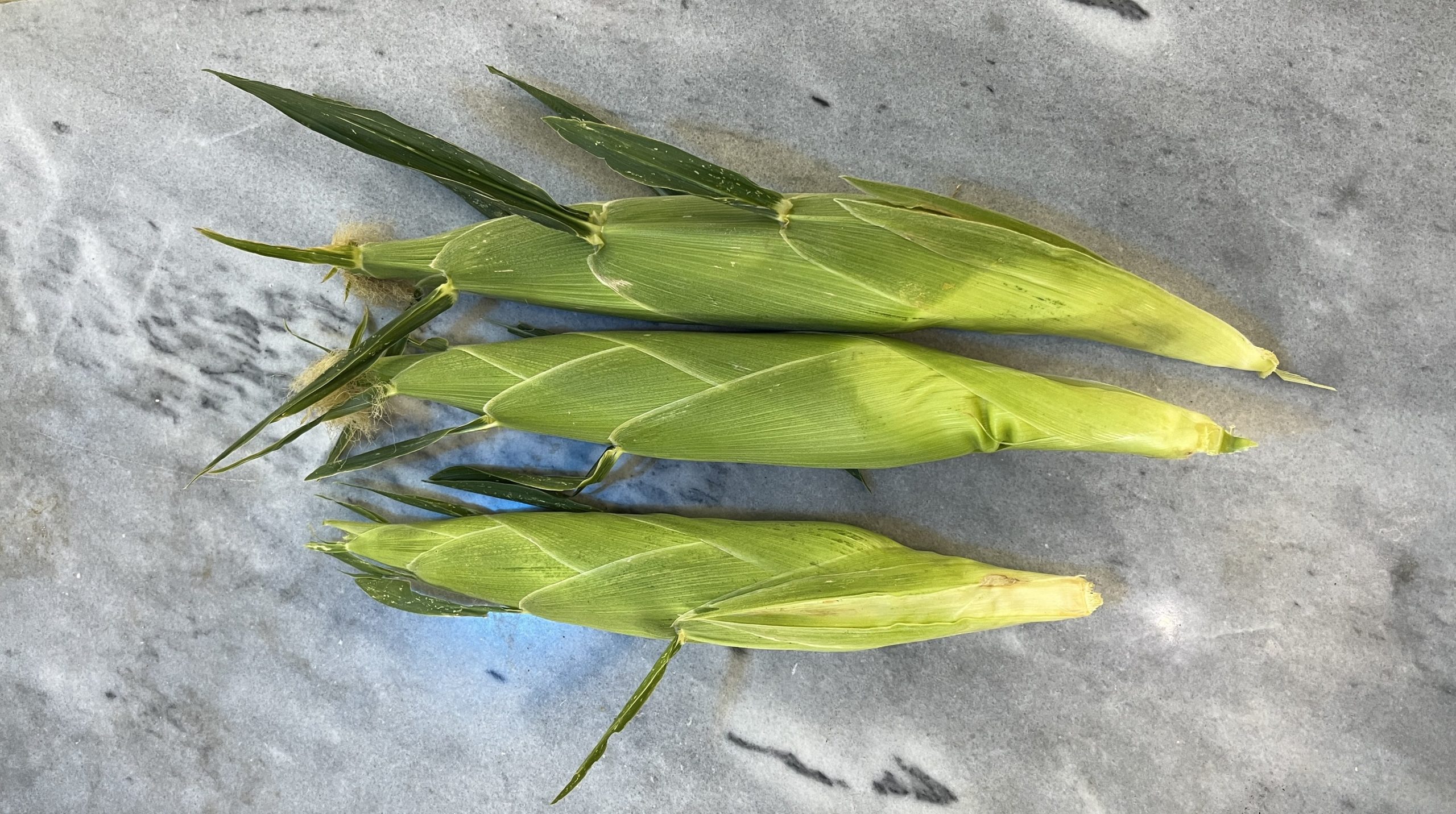 مزرعه ذرت شیرین میثاقی