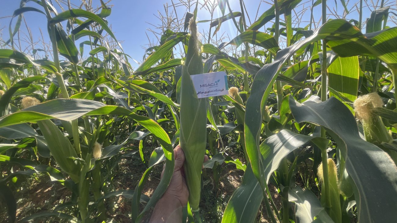 بذر ذرت پر تناژ