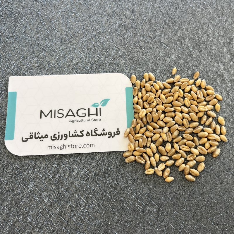 عکس باکیفیت بذر گندم پیشگام