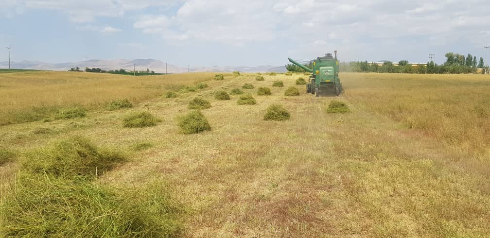 بذر یونجه میثاقی