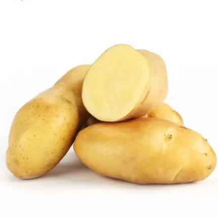 بذر سیب زمینی کلمبا