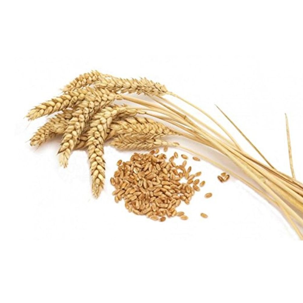 Untitled-1 بذر گندم پیشگام