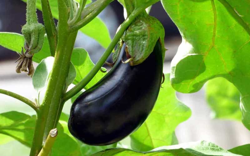 آبیاری بادمجان