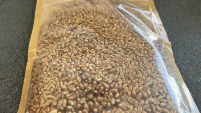 بذر گندم مخصوص سردسیر